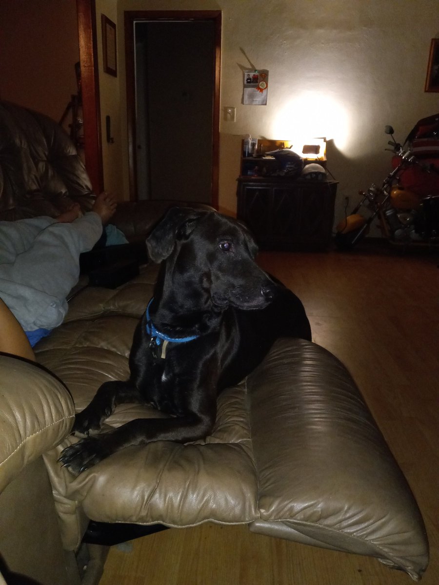 CrystalLavon's tweet photo. My handsome dogs https://t.co/CWY3phkyTf