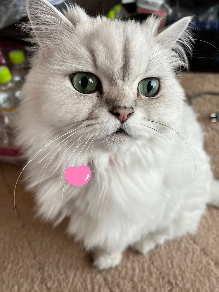 ホワイトタイガーとチンチラシルバー猫ちゃんのブローチ Miraistudy Jp