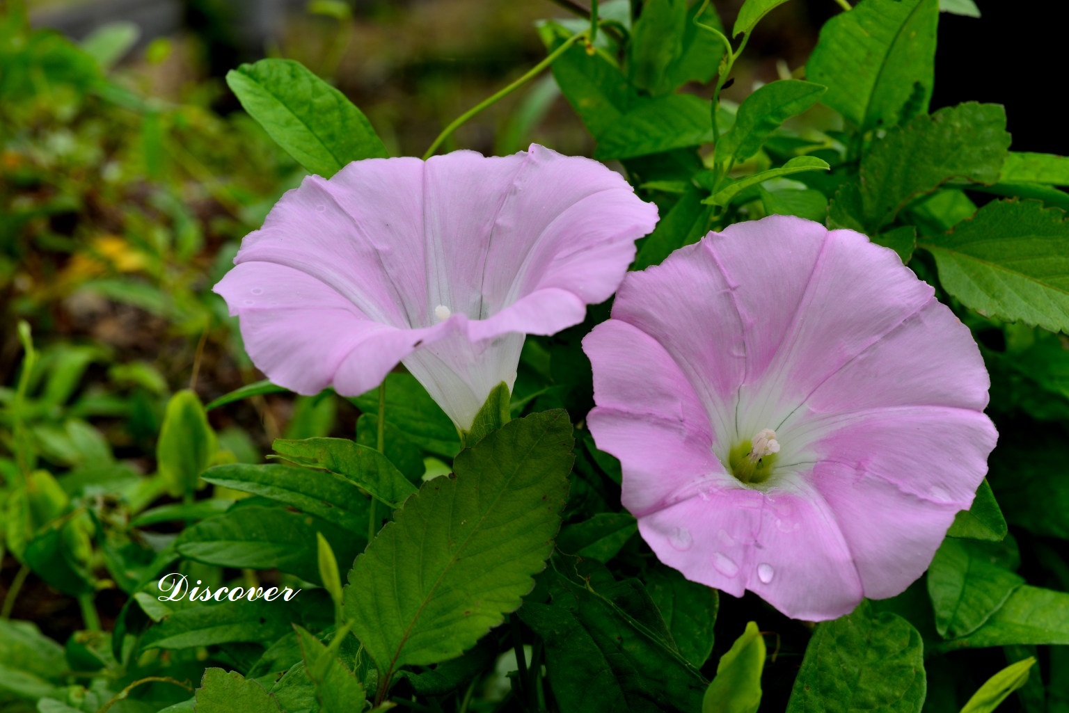 田神晋吾 on Twitter