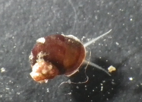 扁形動物platyhelminthes 浅虫生物アーカイブ