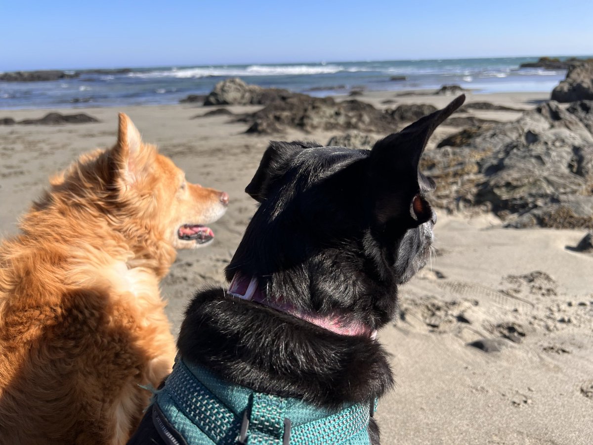 I’m not one to throw a pity party but this week has been a tough one. Hit by a car while cycling on Thursday, Sunday I put down my dog of 15 years (old age), and tonight we lost Sammie to a tumor on her heart. Any prayers, wishes, or just good vibes, please send my way.