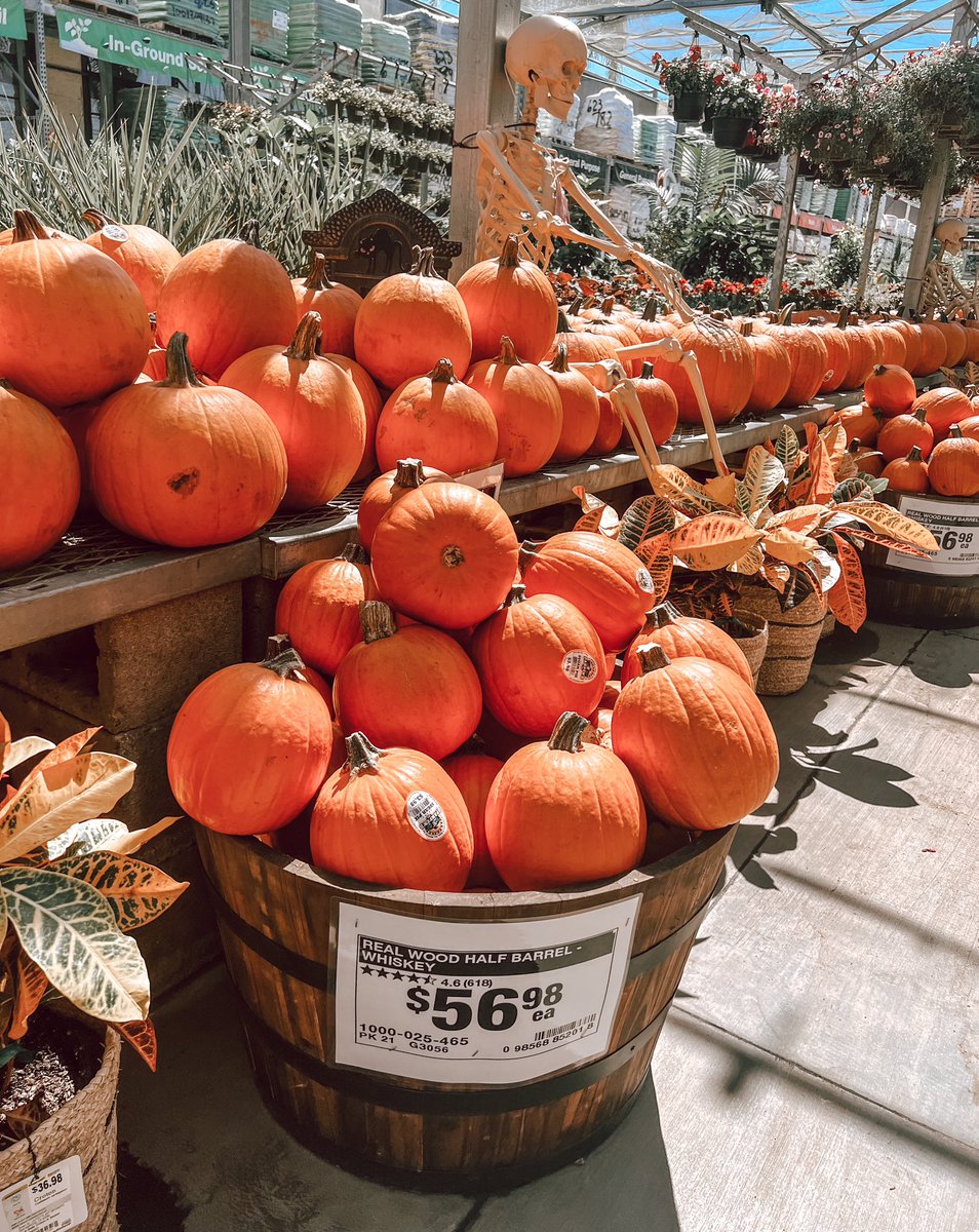 sm_jasminmarie's tweet photo. Pumpkins have landed at the #6952 Stanton Home Depot🎃✨👻🌜
.
.
.
#homedepot #pacsouth #d171 #pumpkin #spookyseason https://t.co/FpJff899I0