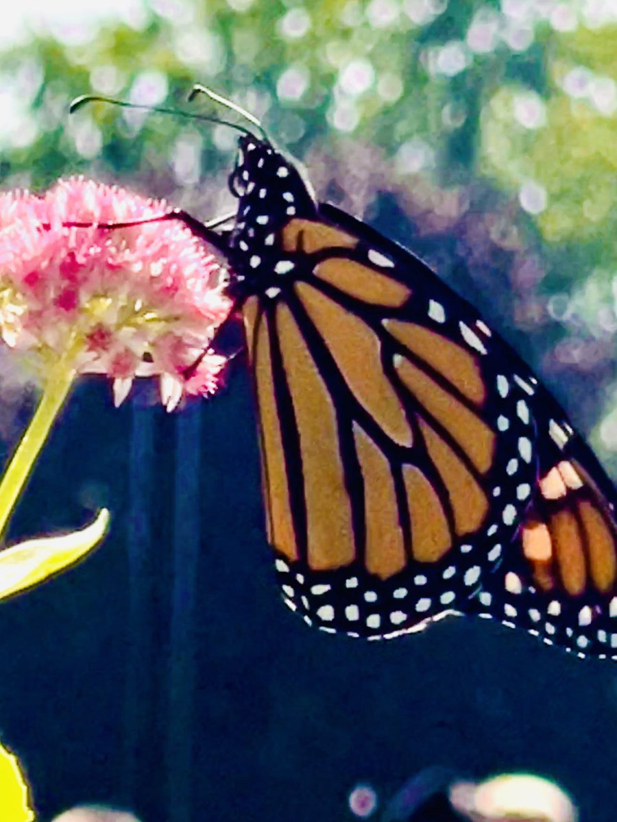 This beautiful gem emerged today from its chrysalis. Thank you to Mrs. Rose for sharing this wonderful moment with us as we bid farewell to Bonita the butterfly today ⁦<a href="/WilfridJuryPS/">Wilfrid Jury PS</a>⁩