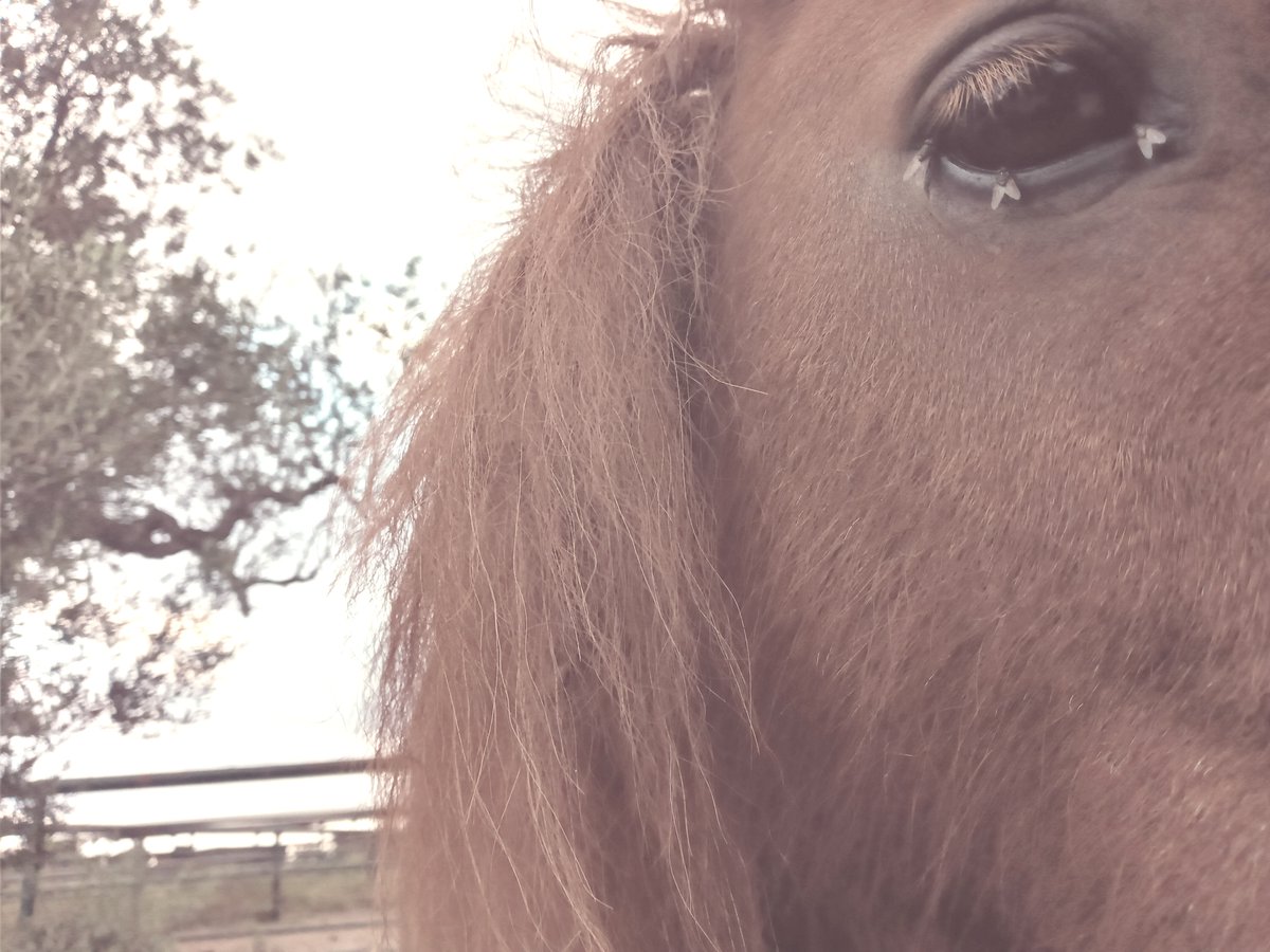 Luchiaka24's tweet photo. 🐴Despedidas unicas 
cariñosas 
transparentes
y Eternas 
Nunca un Adios 
Siempre Un hasta pronto 
feliz😘😘
#caballs
#animals 
#ponis
#naturaleza https://t.co/kwwYp4BpRQ