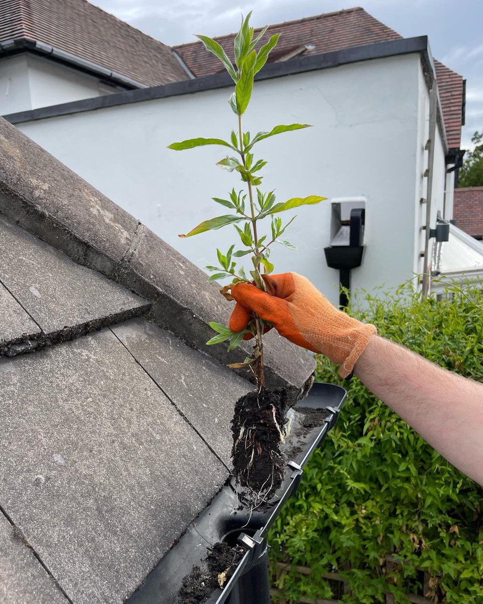 Gutters cleared and downpipes unblocked 🍂
