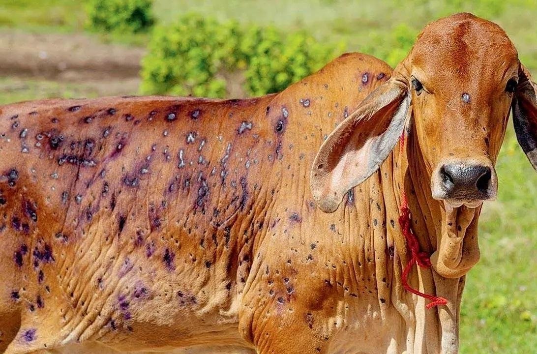 anisthdeva's tweet image. No blasphemy
#LumpyVirus