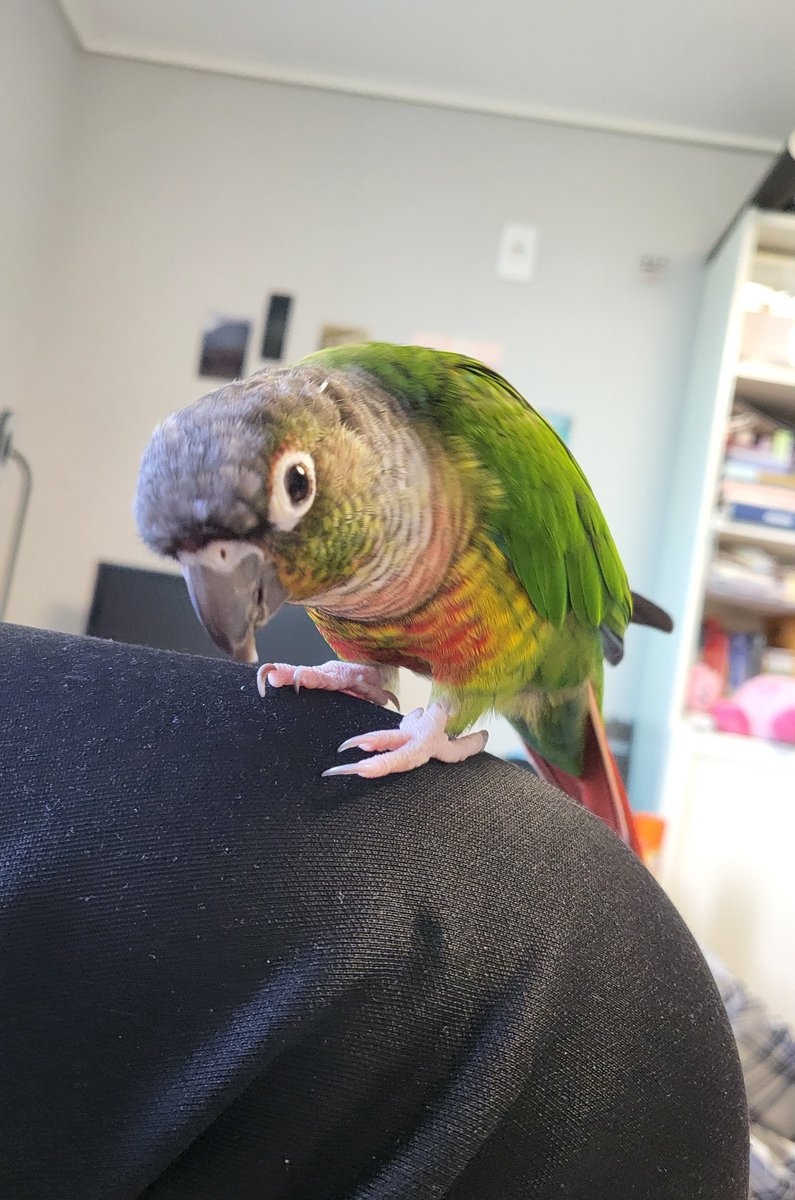 나한테 어떻게든 올라오려고하는 앵무