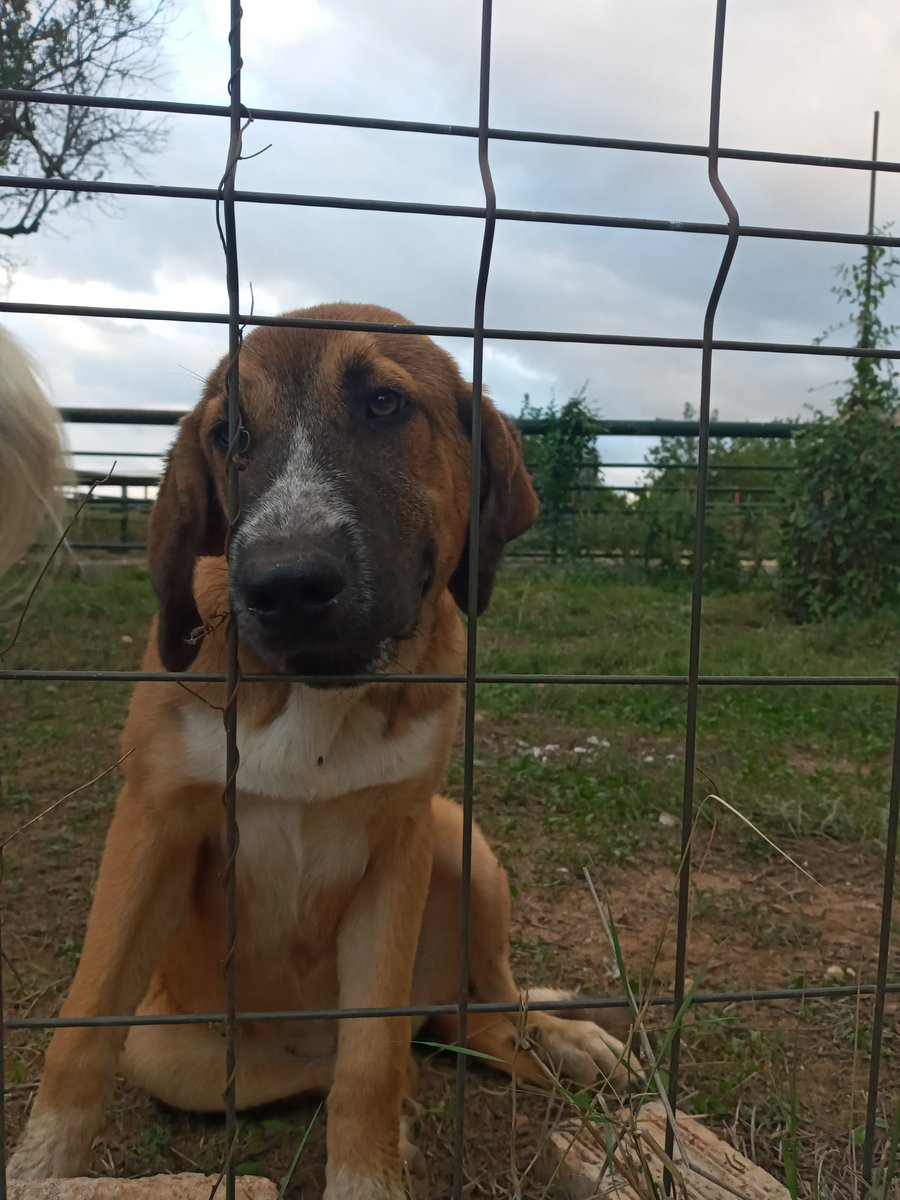 Luchiaka24's tweet photo. 🐕El amigo incondicional
Un ser único
admirable
amor incondicional
Pirales Para La Evolucionan humana
apoyo incondicional 🐕Afortunada

#gosus
#animals 
#naturaleza 
#animalista https://t.co/EP4EvV2OTC