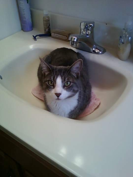makinsomenoise's tweet photo. My cat died today &amp; my heart aches. He was the sweetest boy. Rest in peace Mr Cowie. I will love you always. https://t.co/dhDBOhmLLb
