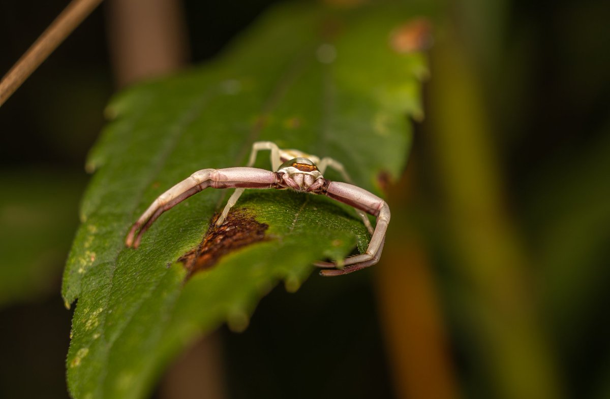 QuintonYingling's tweet photo. @KSivachukArt I love getting macro shots of insects! https://t.co/3bY7zVwkAm