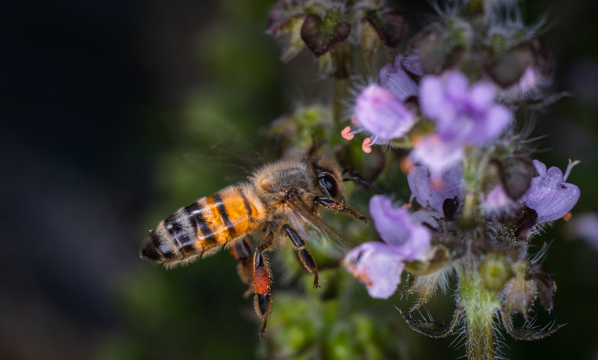 QuintonYingling's tweet photo. @KSivachukArt I love getting macro shots of insects! https://t.co/3bY7zVwkAm