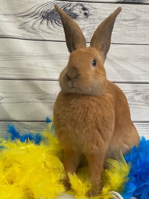 AdoptableBuns's tweet image. Tomko is a young Flemish Giant from #Westerville, OH. petfinder.com/petdetail/5735…