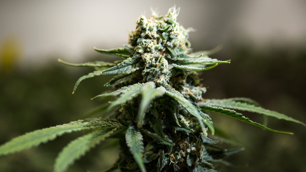 CTVNews's tweet photo. Federal government to announce review of Cannabis Act as legal industry faces big hurdles https://t.co/4fhnuRPaVi https://t.co/JW4oz7lu4n