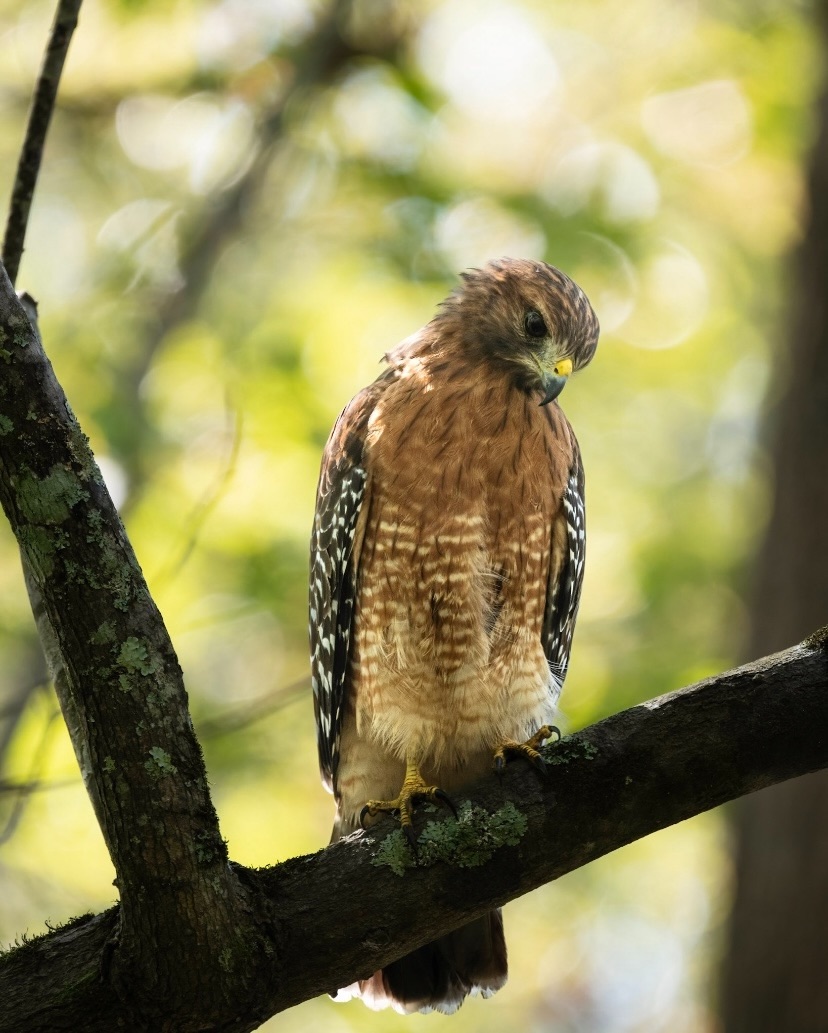 KirkSummers8's tweet photo. A pensive Red-Shouldered Hawk at Ebenezer Swamp near Montevallo, AL. Oh, and check out my Instagram acct! @ksummersphoto https://t.co/rSBdSKRgkL