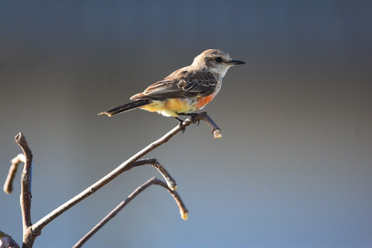 birdsofctwsbz's tweet photo. An immature male Vermilion Flycatcher showing off his colours
~
This is a widespread species that occurs across much of the Western Hemisphere.
~
#birdsofbelize #birdsofcrookedtree #vermilionflycatcher #flycatcher #pyrocephalusrubinus #BirdsSeenIn2022 #Belize https://t.co/1yZCDbwClX