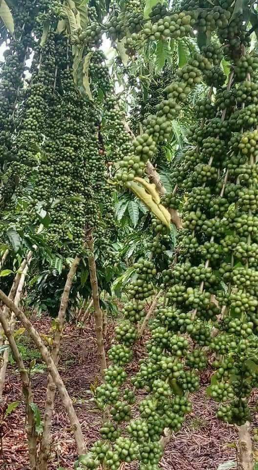 How  can I achieve this? Farmers please help me. My struggles are not yielding yet.