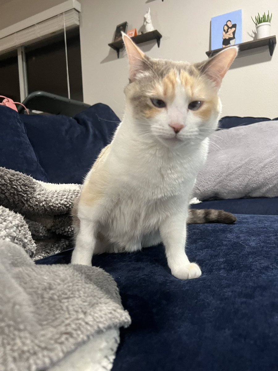 fatfatpankocat's tweet image. Also how my face looks after sleeping on only my right side for 99% of my life