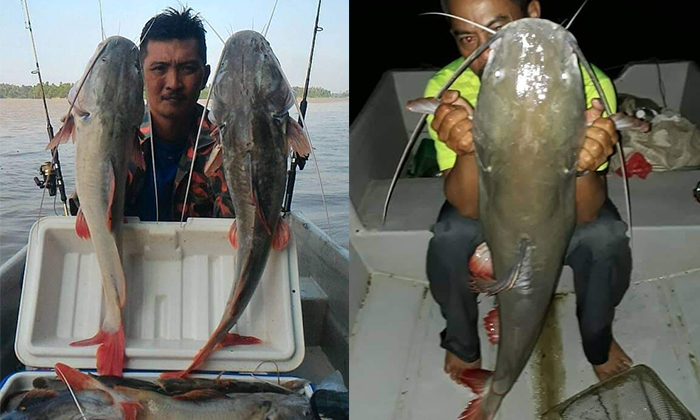 drfitriyusof's tweet photo. ADA APA DENGAN BAUNG EKOR MERAH?
Geng nak minta tolong.
Tolong jangan lepaskan ikan ini ke perairan sungai kita.
.
Spesies ini spesies PATI.
Kau marah orang PATI datang jarah Malaysia sampai kau takde kerja. Tapi kau boleh gembira ikan asing datang baham ikan asal kita. https://t.co/zJ3r92FowK