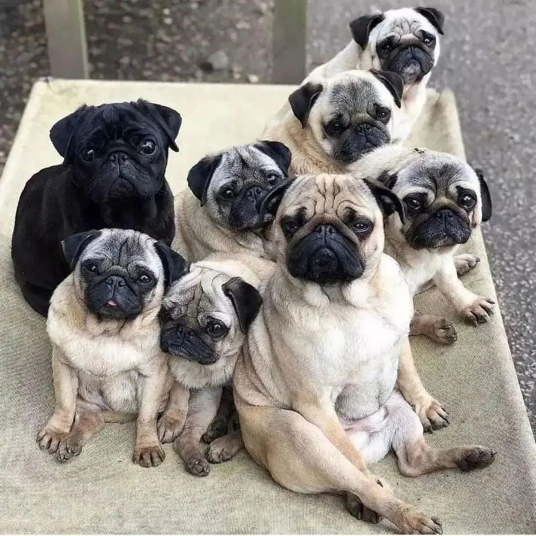 PugLovers0's tweet photo. Who love this #pug 
#dog #puppy #Pugdoge https://t.co/L4KRi6o92Q