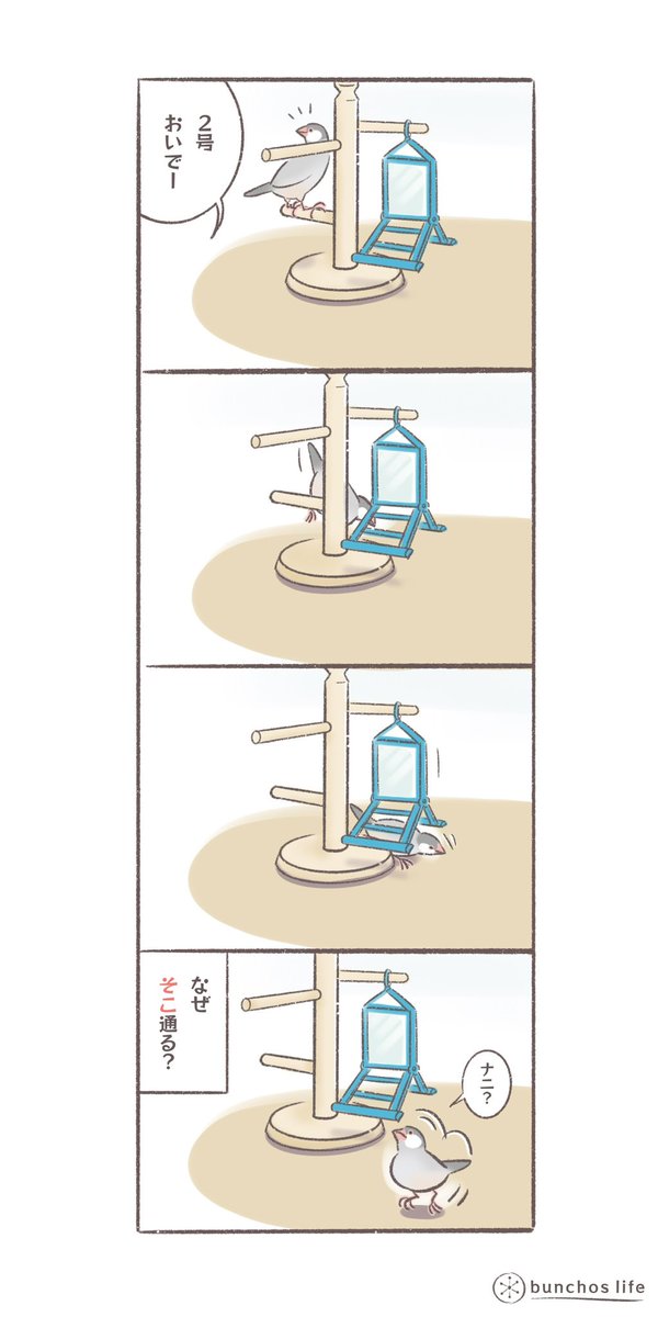 わざわざ狭いところを通る2号
#文鳥 
#bunchoslife 
#4コマ漫画 