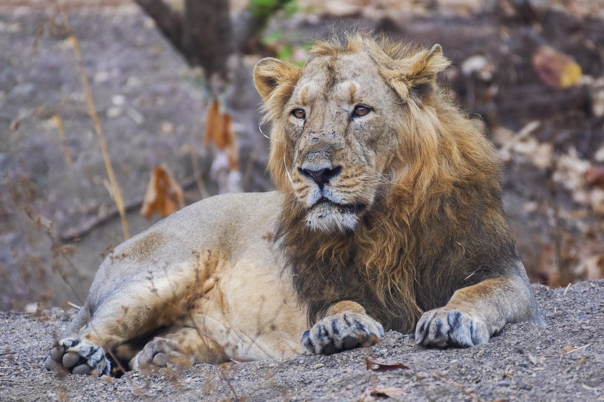 iamyogesh59's tweet photo. The Mighty Cat 🐈

An collection on Asiatic Lion (1/1 and Edition) is coming soon on @objktcom 
Stay tuned and have a good day 🌻

#objkt4india #tezos https://t.co/7r3QVBxy4K