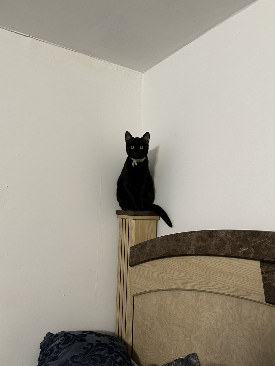 _KillerJay's tweet photo. Bruce is always watching🫡🐈‍⬛ https://t.co/8T343ROqTo