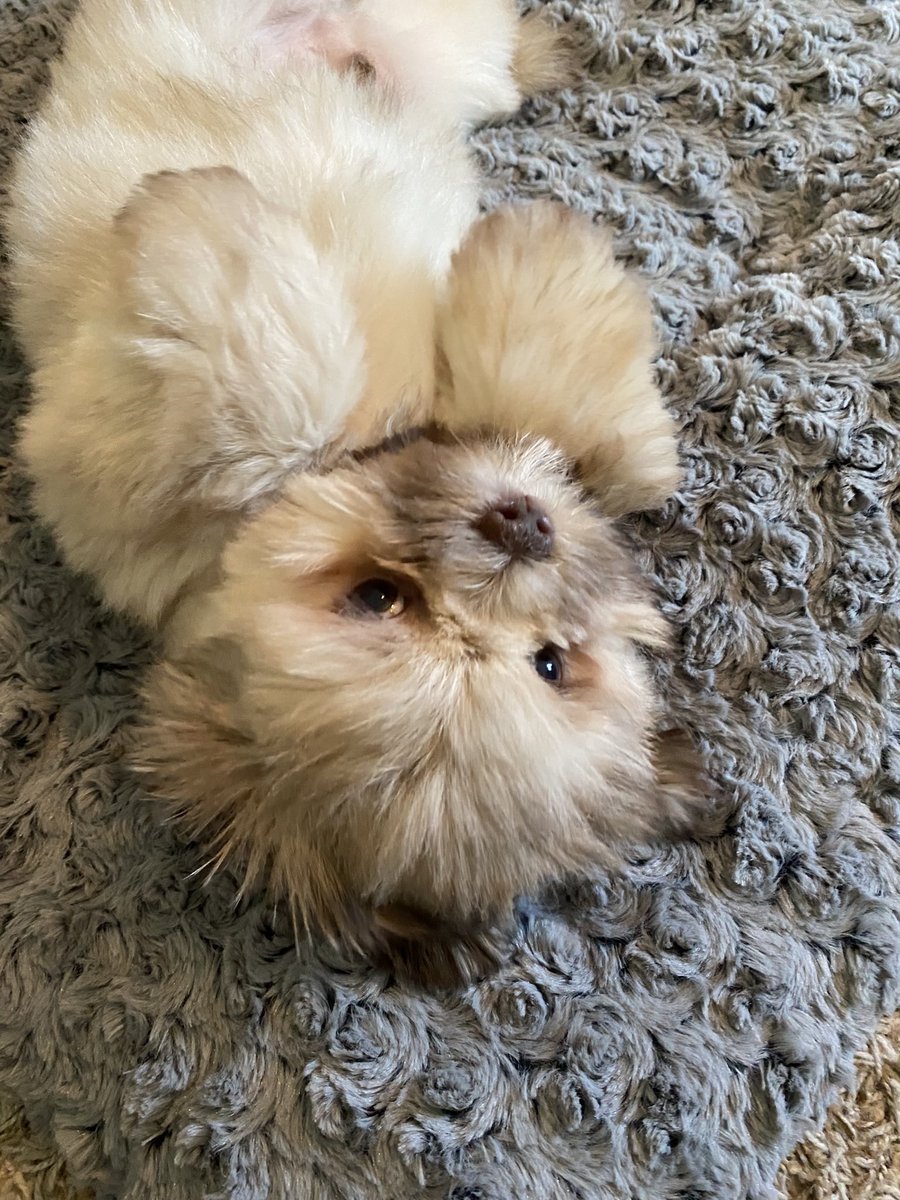 Luke Sampe tweet media