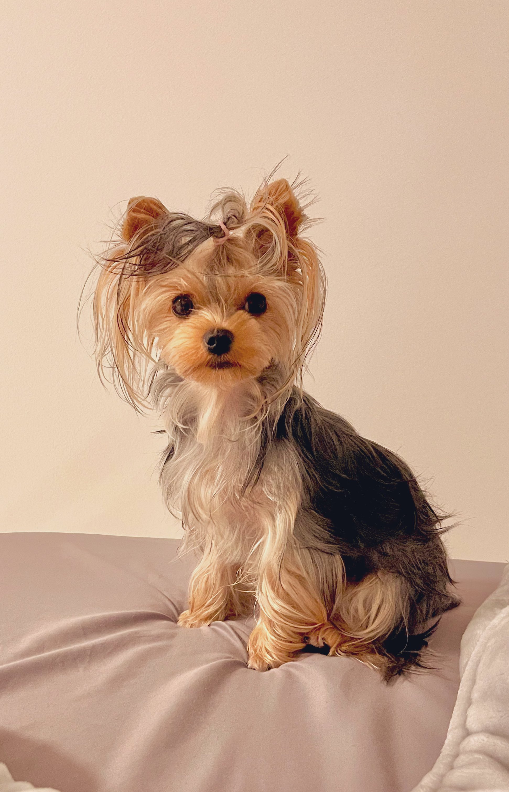 リヤドロ フィギュリン  6760『犬の散歩』 陶器の置物/ヨークシャーテリア リヤドロ フィギュリン 6760『犬の散歩』 陶器の置物