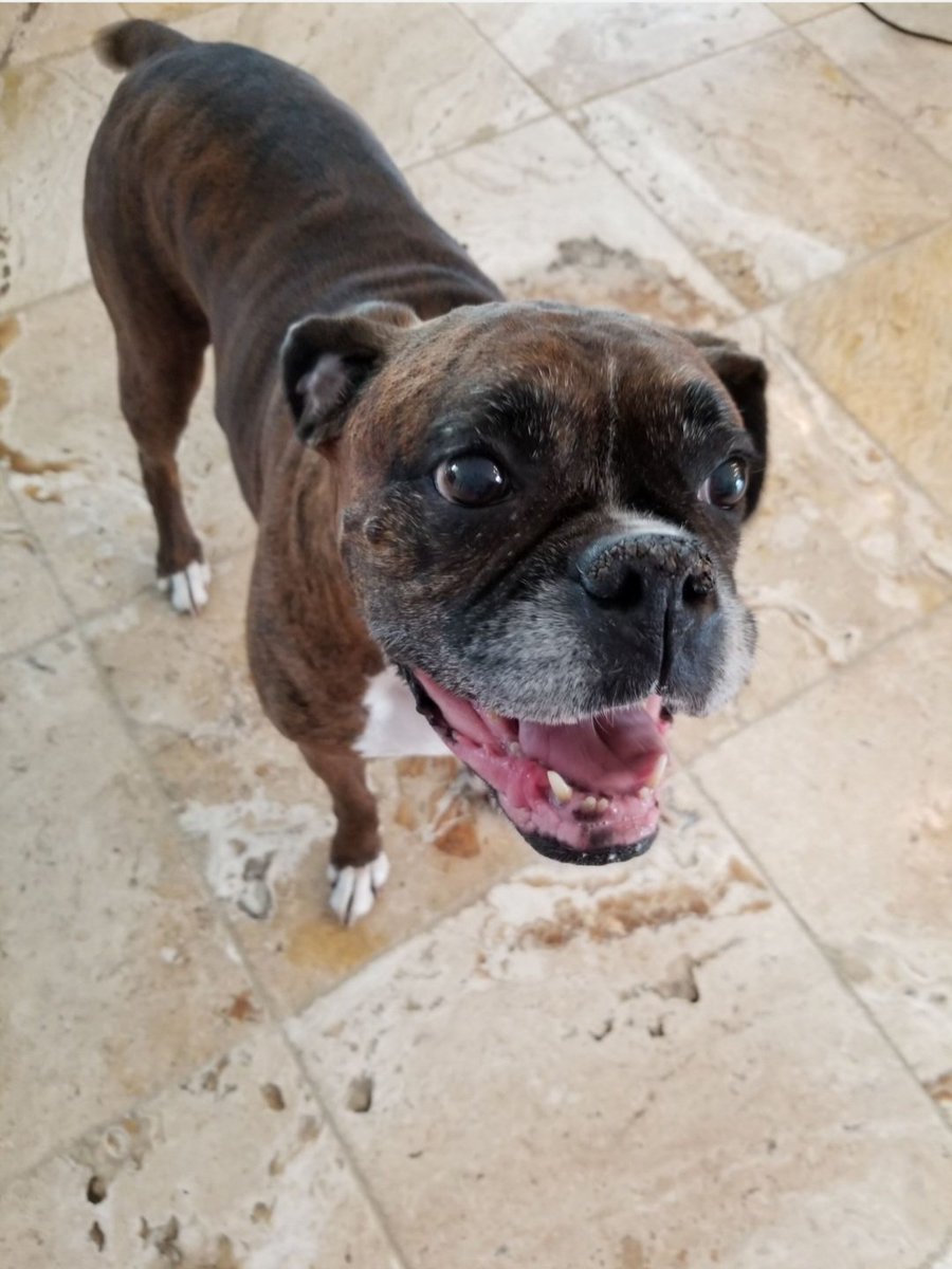 Will Forever Love My Lilz, her smile was Priceless. She crossed over 3 years ago but when I look at her pictures it feels like just yesterday. Hug and Smooch your Pups more than they can stand because life happens at warp speed and before you realize it they become #FrostyMugs