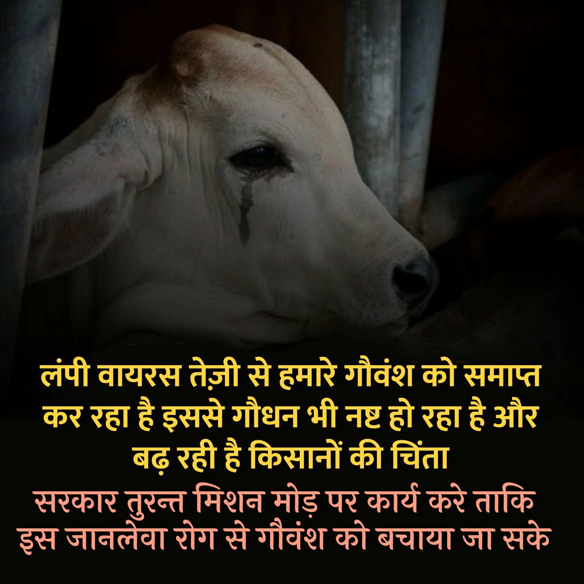 Aloksinghom's tweet photo. गौ का औपनिषिदीय अर्थ 'इंद्रिय'भी होता.जो ऐंद्रिक शक्तिसंरक्षण को जीवनशैली बनाते वही #गौरक्षा_परम_कर्त्तव्य को प्राणधर्म से धारण करते. #Mall_Culture #SecularGovt Fails 2MeetThatAccord लेकिन Sant Shri Asharamji Bapu &DisciplesCome4ward 4 Cure for Cows from Deadly Lumpy OnAllFronts https://t.co/0wq5hTRS7b