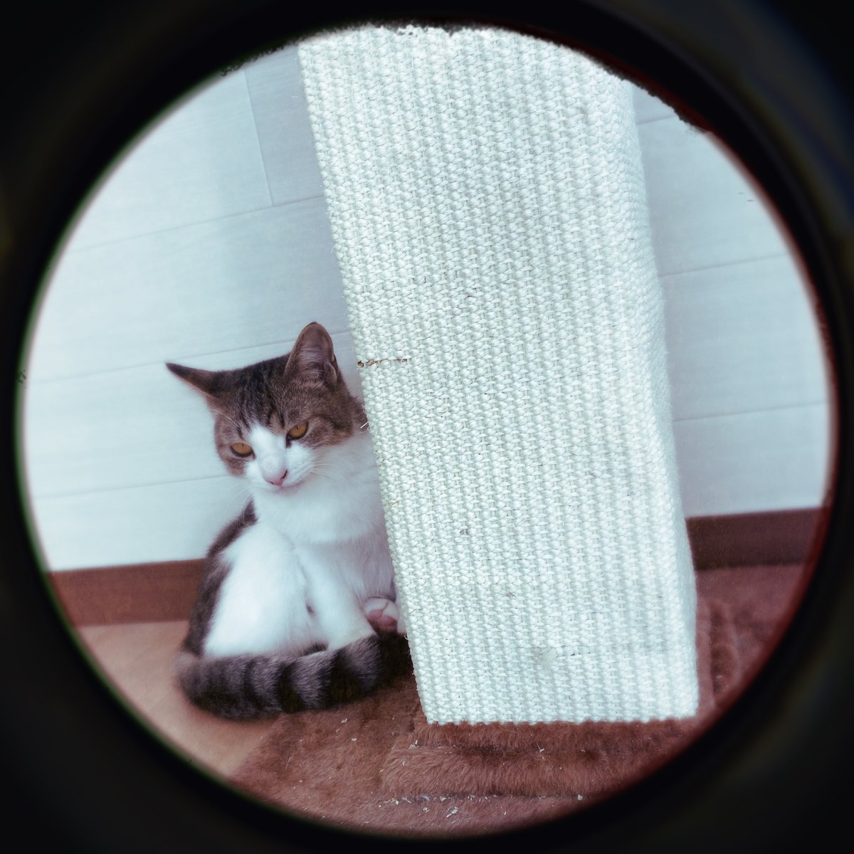 obi_wan_eclipse's tweet photo. #猫式 #cat #ShotoniPhone #Hipstamatic #RickyP #PortholeSN92 https://t.co/45AJQiVBjd