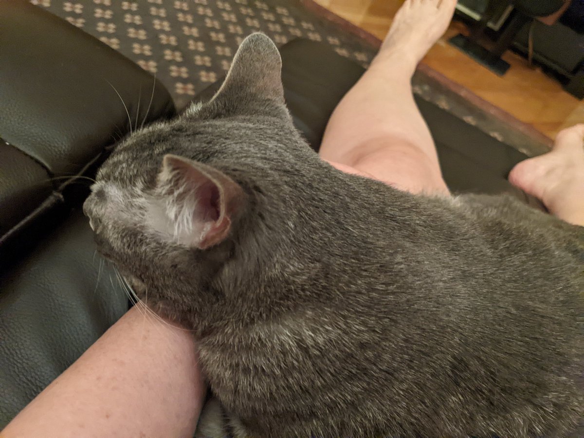 jhjones's tweet photo. Home after a few days using up my hip before hip replacement hopefully next month. 1️⃣ arrange cat. 2️⃣ cuddle with cat. #dragonkitty is the best kitty 😻😻😻😻😻 https://t.co/PRlfC1yrNw