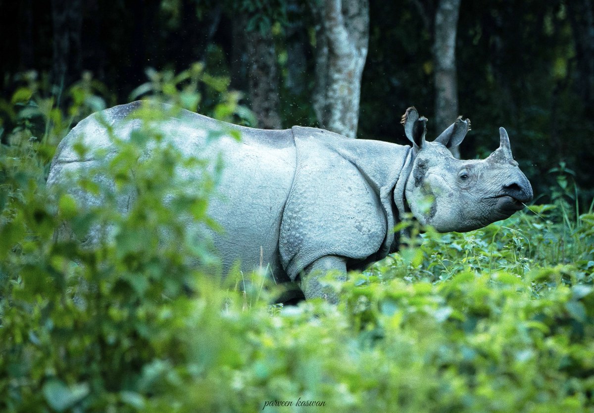 ParveenKaswan's tweet photo. Today India holds some 80% of #GreaterOneHornedRhino population of the world. Once dropped very low, now concerted efforts are paying dividends. 

Still they are poached for their horns due to a myth that they are aphrodisiac &amp; can cure many other ailments. With no proof. https://t.co/wMgvYbIR9d