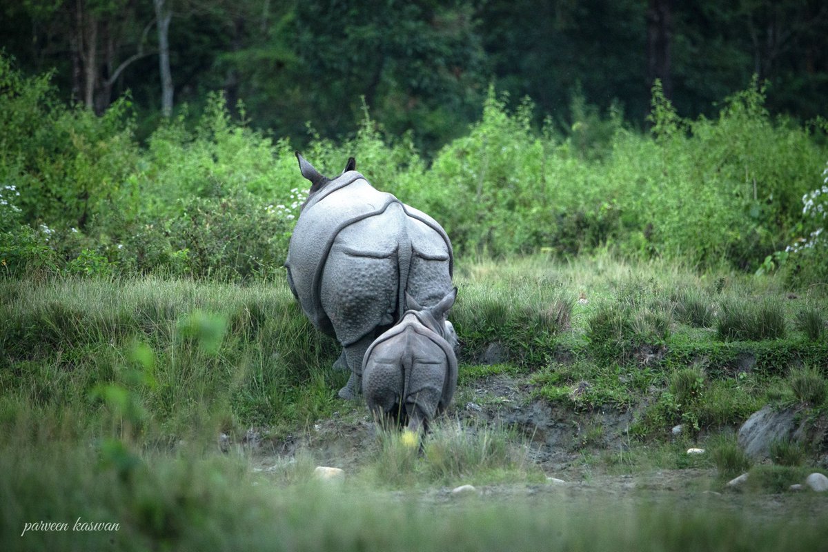 ParveenKaswan's tweet photo. Indian rhino kid stays close to mother. Adult lives alone except during mating. They are solitary and mark their territory in a very simple way. 

By urine &amp; piles of dung !! https://t.co/qeWfpet2Ja