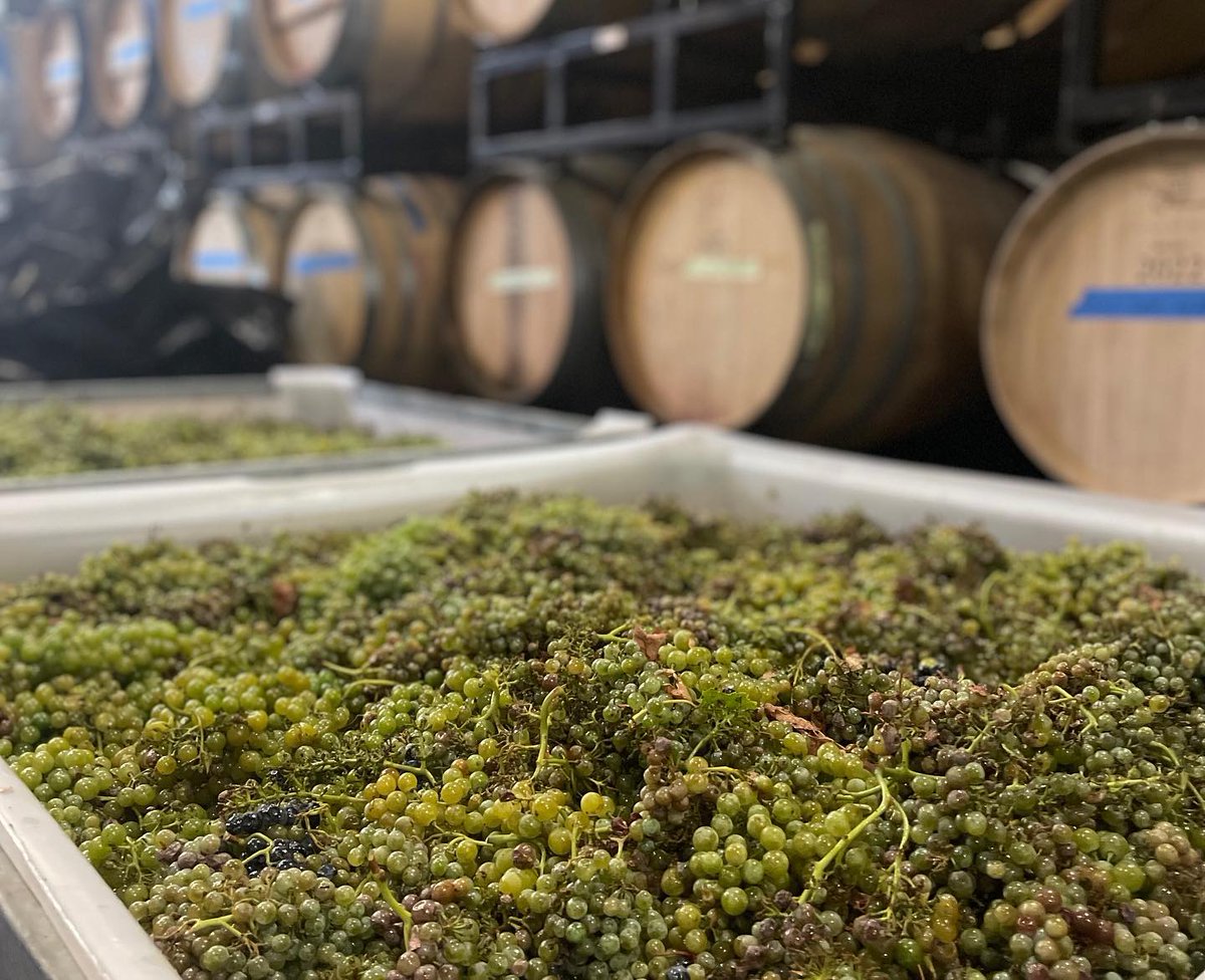 Vino Volo tweet media