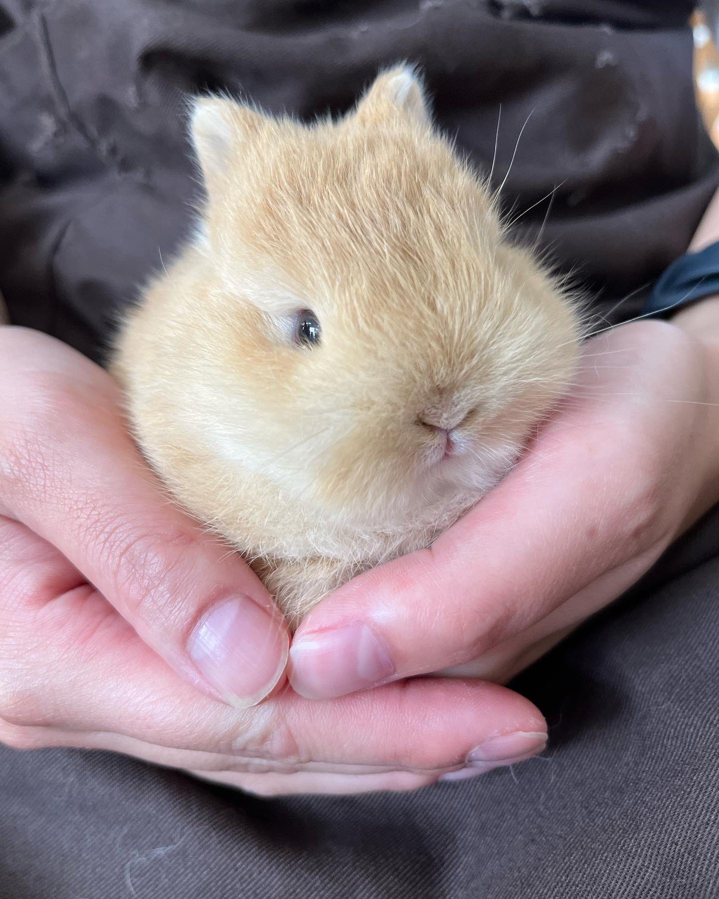 子うさぎ Twitter Search Twitter