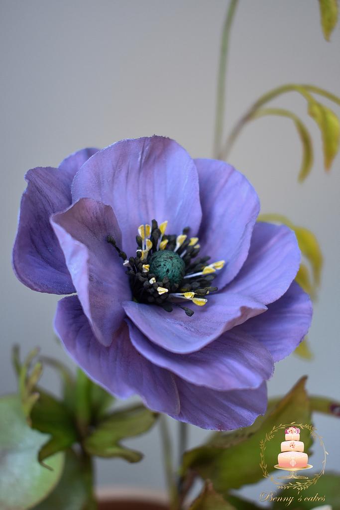 CakesDecor's tweet photo. My sugar Anemone by Benny's cakes
https://t.co/kmTSQJCi2m
#anemone #anemoneflowers #sugarflowers #gumpaste #flowers #flower #lila #flowerpaste https://t.co/tnzfUcqeau