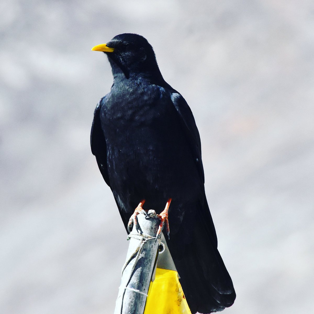 kskanwal03's tweet photo. Yellow-billed Chough (Alpine Chough)
Pyrrhocorax graculus

#batal 📍
.

#alpinechough 
#yellowbilledchough 
#alpinebird 
#birds
#bird
#chough
#alpinebirds #spitivalley
#HimachalPradesh https://t.co/jXzbXuSfjb