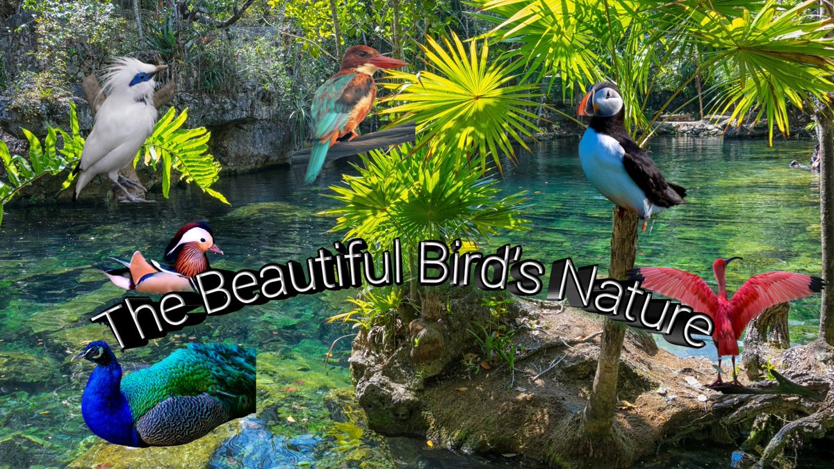 Muhamma00519051's tweet photo. The beautiful bird's nature and relaxing music
https://t.co/Czt5CXQIKB

#NaturePhotography #NatureBeauty #nature #naturelovers #Russia #UkraineRussiaWar #DahmerNetflix #IranProtests #IranProtests2022 #Survivor43 https://t.co/YKAxzYDXAM
