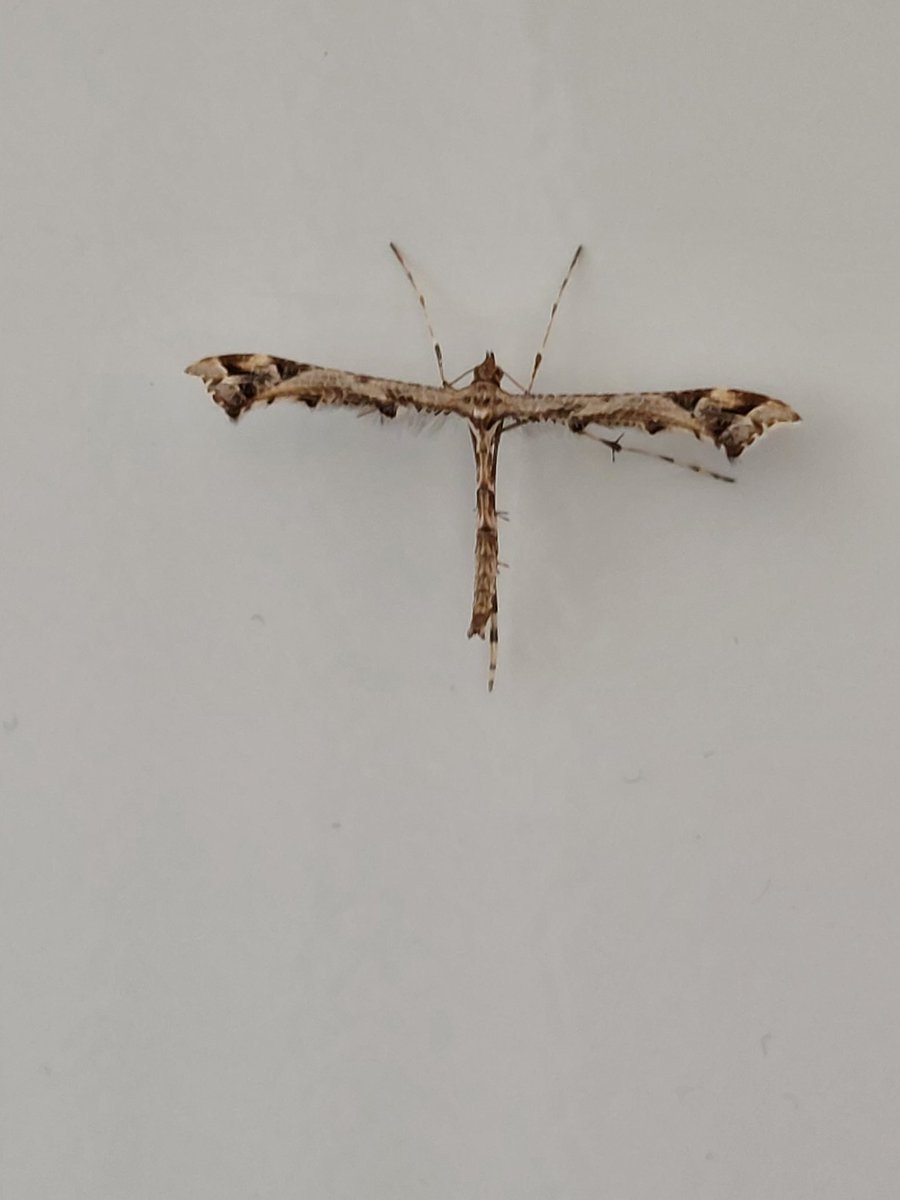 Kan iemand mij vertellen wat voor bijzondere verschijning dit is? Werkelijk nog nooit gezien. En zit nu te chillen in de bijkeuken. #dtv #vlinder? #vlieg? #mot?