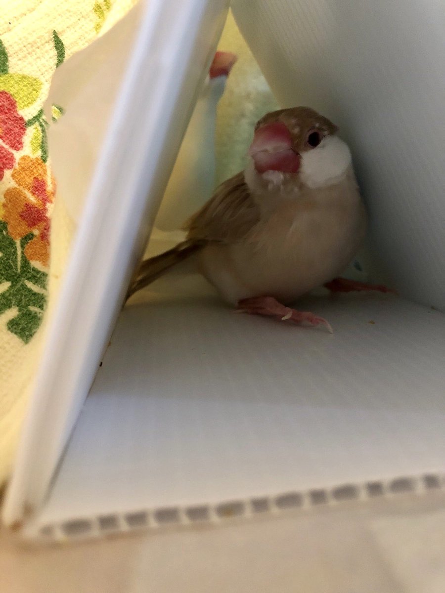 amane398123's tweet photo. 三角屋根のおうちで「番」をするケーン。
「入ってこないで！」
#文鳥
#文鳥以外は立入禁止
#文鳥のおうち拝見 https://t.co/IB2fI91SHK