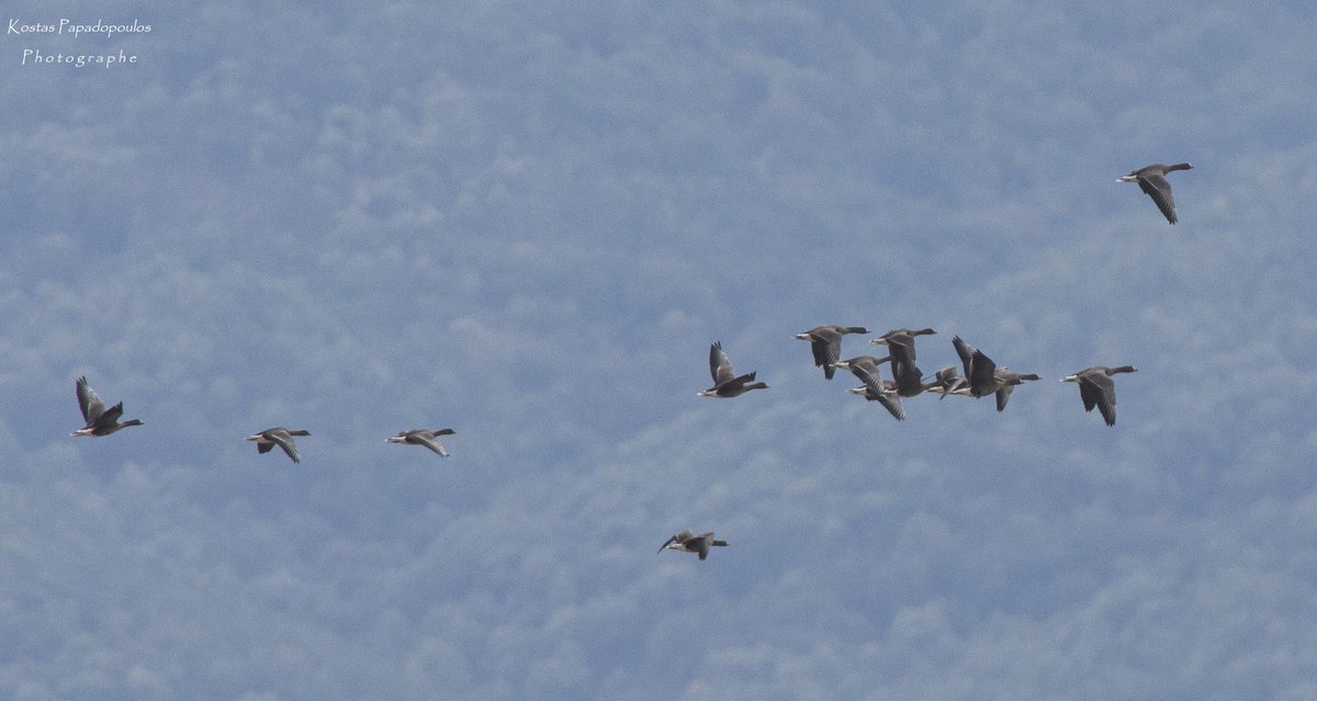 ornithologiki's tweet photo. 🤩 VIB (Very Important Bird) check-in στη Λίμνη #Κερκίνη!
Οι πρώτες #Νανόχηνες, 24 πουλιά συνολικά, έφτασαν ήδη στα φιλόξενα υγρολίβαδα της λίμνης, μετά από ένα μακρύ ταξίδι από τον Αρκτικό Κύκλο.
Ανάμεσά τους 6 νεαρά και η οικογένεια του 🔵Mr Blue! #LWfG #BirdsKnowNoBorders https://t.co/UwqXrbP8Nr