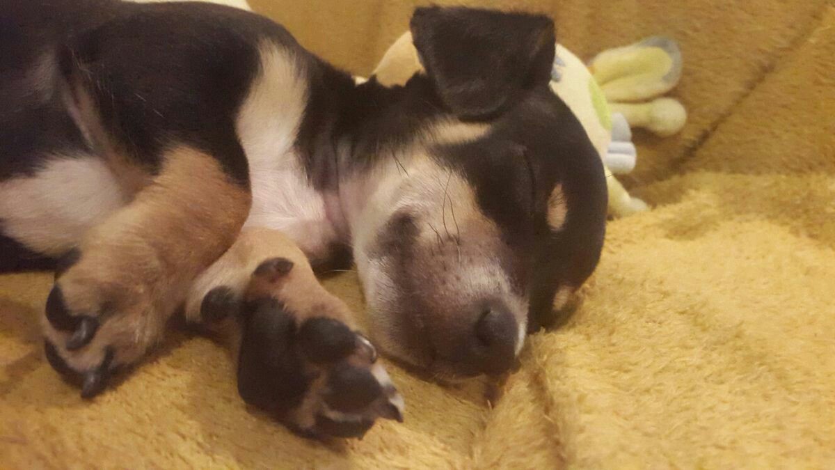 🐾Baby pupper🍼Chi-Chi becauase it's... #TrowbackThursday
