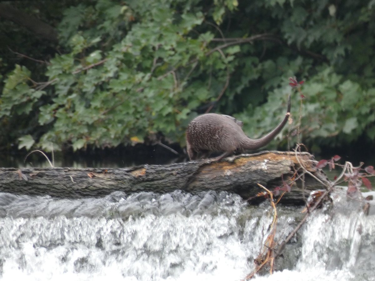 Feckenham's tweet photo. Very lucky to see this Otter on the weir in Diglis #Worcester on the River Severn yesterday! @SevernUnlocked @CanalRiverTrust @WorcsWT https://t.co/CnZXSdPHqV