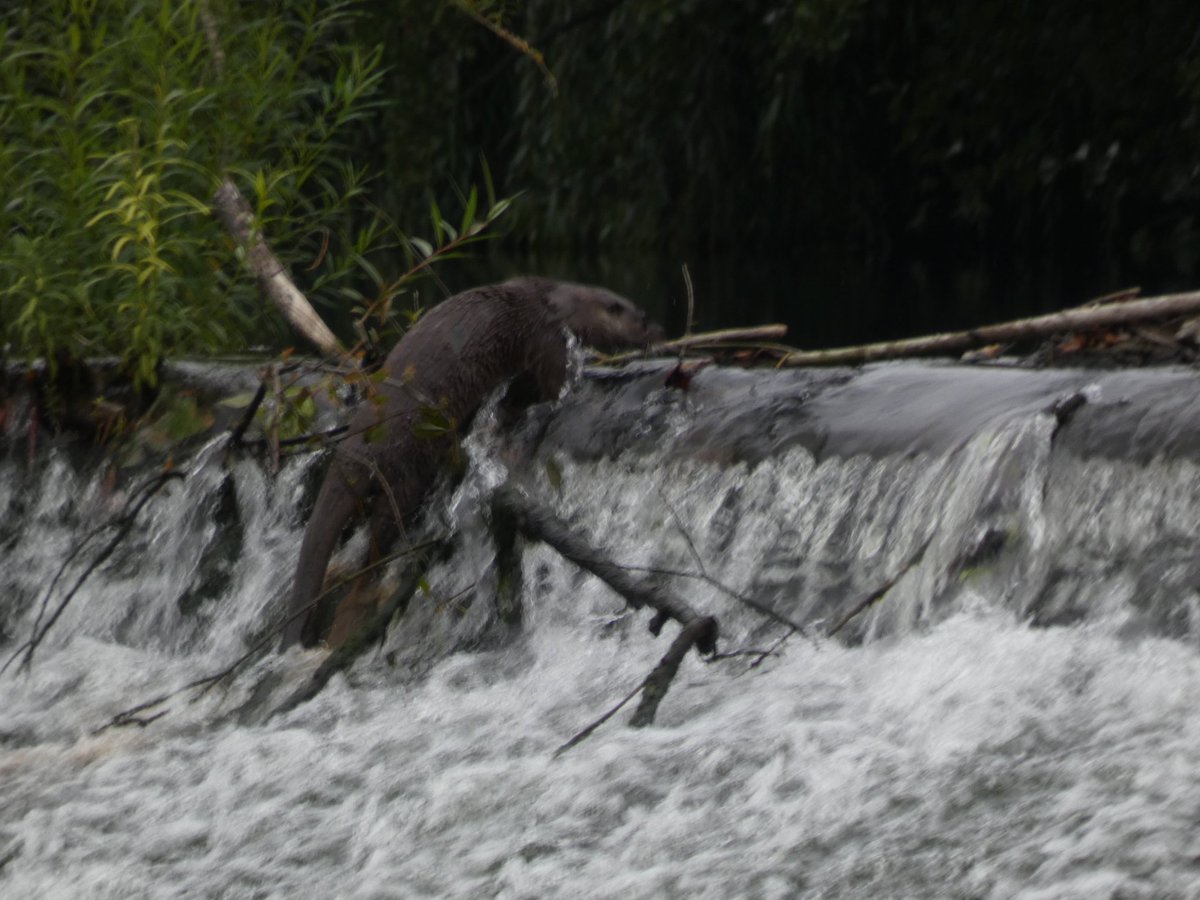 Feckenham's tweet photo. Very lucky to see this Otter on the weir in Diglis #Worcester on the River Severn yesterday! @SevernUnlocked @CanalRiverTrust @WorcsWT https://t.co/CnZXSdPHqV