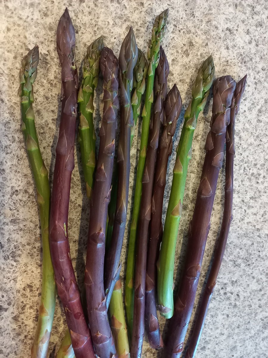Blackwingjac's tweet photo. Asparagus season yay!! https://t.co/tvxumTpaQ3