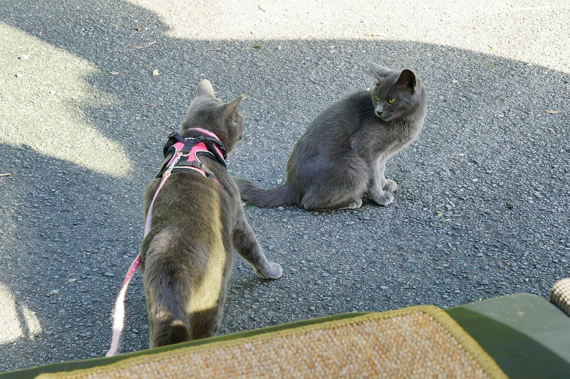 よく似た2匹、飼い猫クーちゃんと山のグレーちゃん
山に現れたのは同時ではなく1か月ほど違いますが
やっぱり姉妹なのかなという疑惑が晴れません
2022年9月20日＠猫山