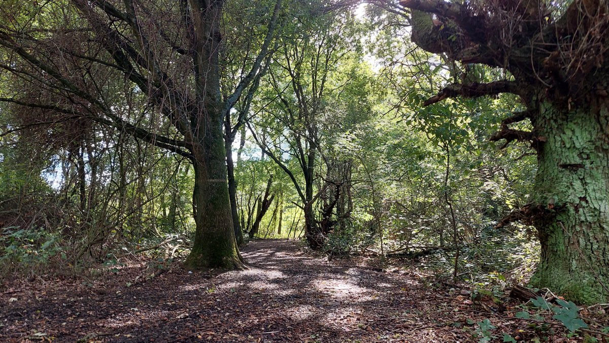 GroeneBuffer's tweet image. Na het intrekken van de #Plopsaqua vergunningsaanvraag haalt het bos opgelucht adem. De herfst staat voor de deur en het bos maakt zich op om zich van haar beste kant te tonen. 
👍🍀🌳🌳🌳💚