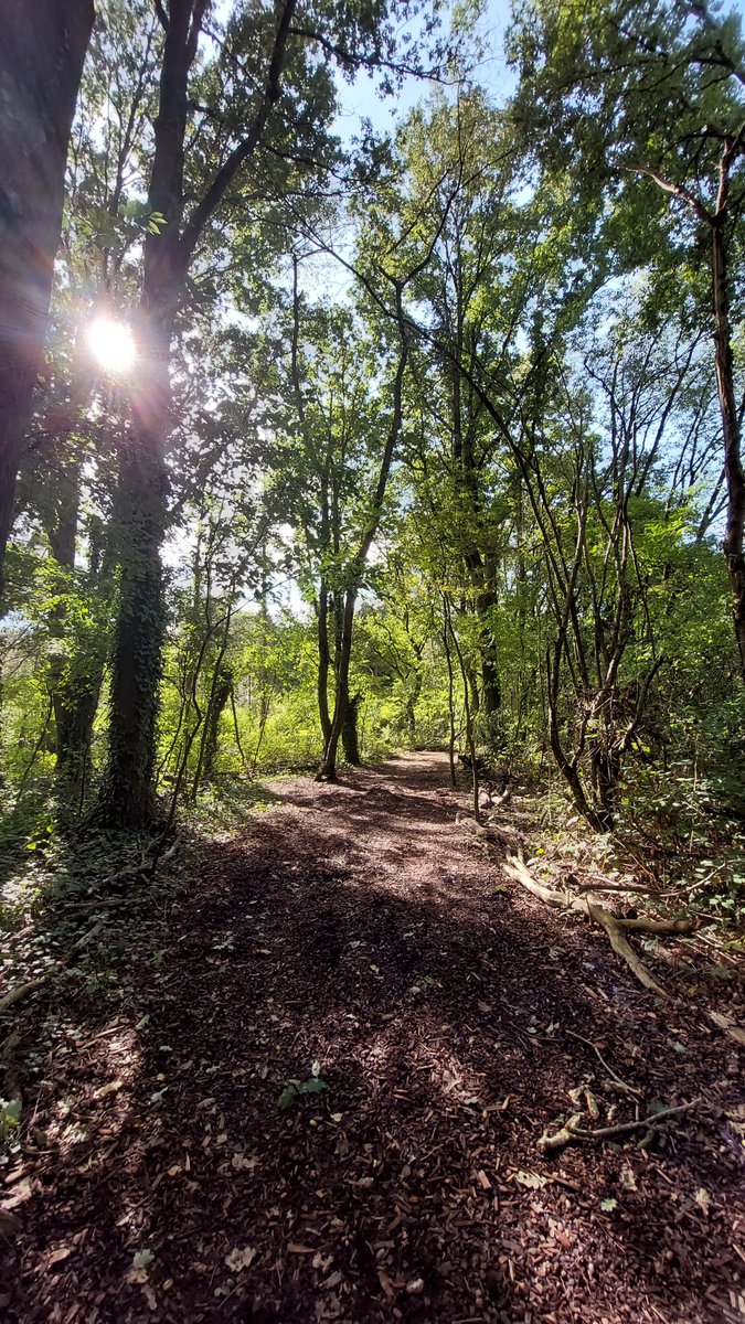 GroeneBuffer's tweet image. Na het intrekken van de #Plopsaqua vergunningsaanvraag haalt het bos opgelucht adem. De herfst staat voor de deur en het bos maakt zich op om zich van haar beste kant te tonen. 
👍🍀🌳🌳🌳💚
