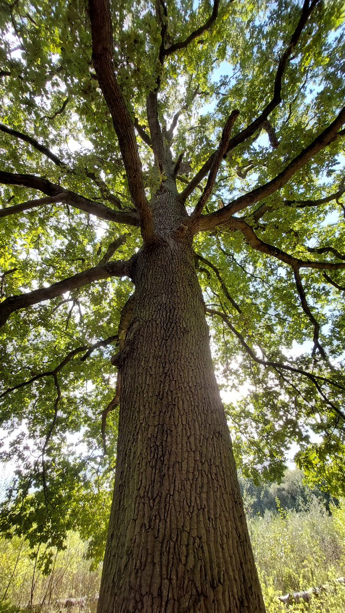 GroeneBuffer's tweet image. Na het intrekken van de #Plopsaqua vergunningsaanvraag haalt het bos opgelucht adem. De herfst staat voor de deur en het bos maakt zich op om zich van haar beste kant te tonen. 
👍🍀🌳🌳🌳💚